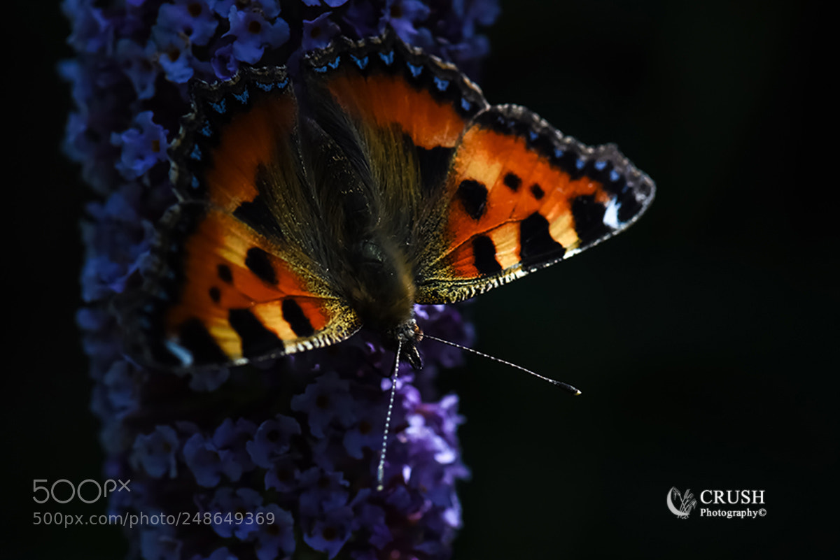 Nikon D810 sample photo. Tortoiseshell photography