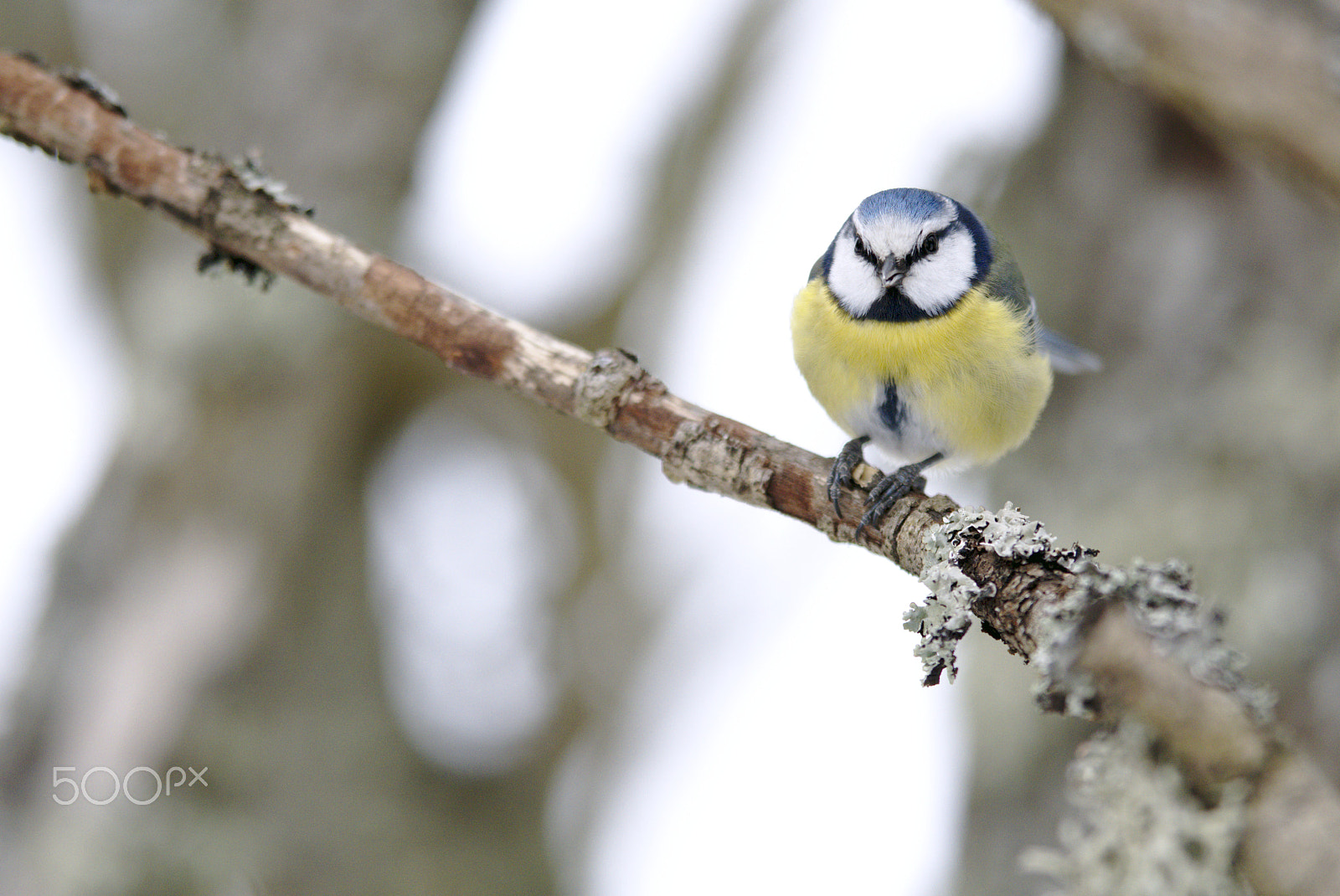 Nikon D810 + Nikon AF-S Nikkor 400mm F2.8D ED-IF II sample photo. Blue tit photography