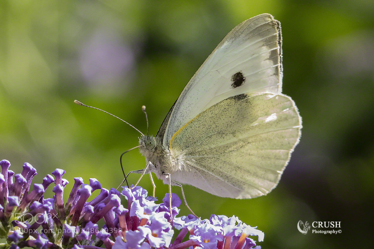 Canon EOS 5DS R sample photo. Cabbage white photography