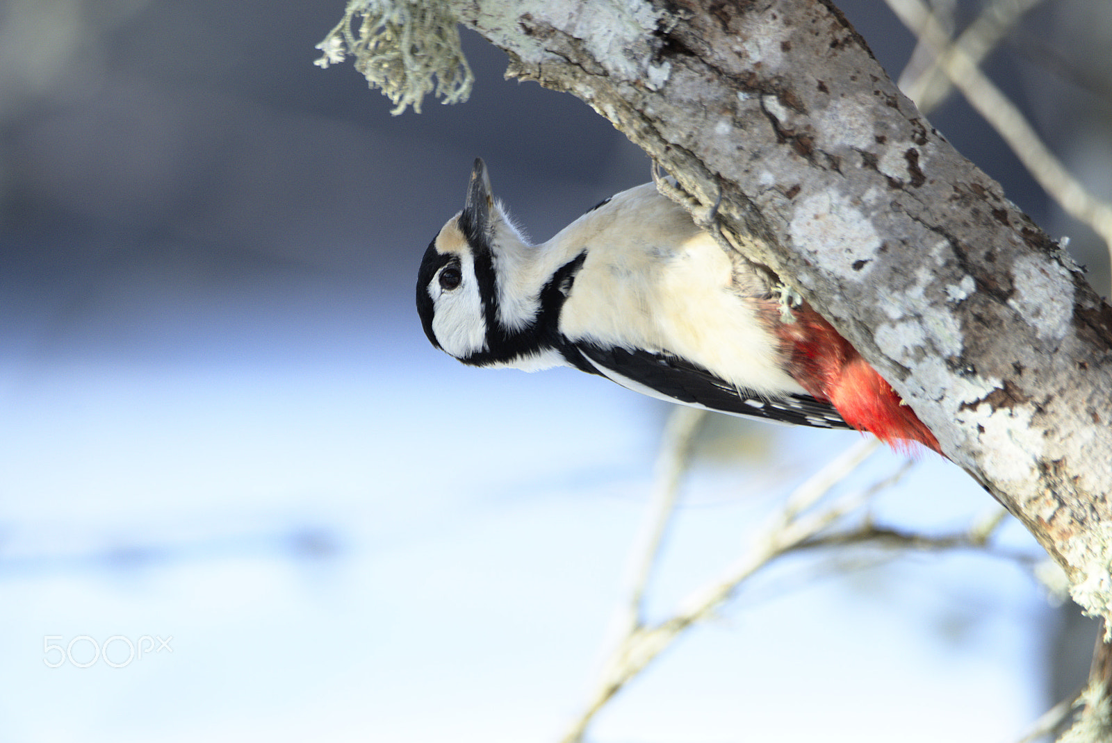 Nikon D810 sample photo. Woody woodpecker photography