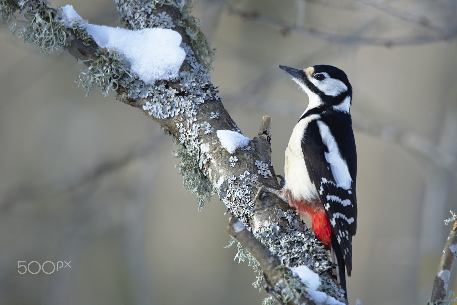 Nikon D810 sample photo. Woody woodpecker photography