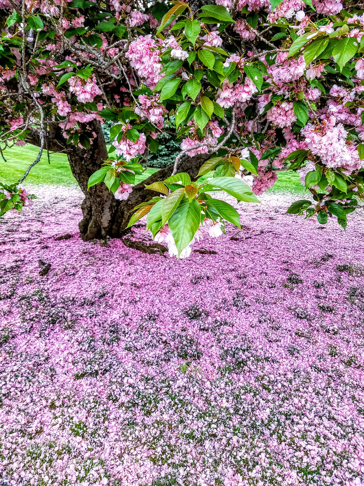 Samsung Galaxy S7 Edge sample photo. Blossom photography