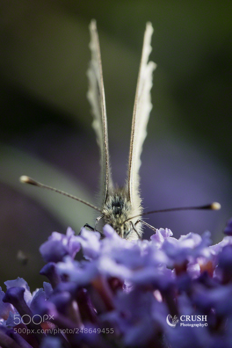 Canon EOS 5DS R sample photo. Cabbage white photography