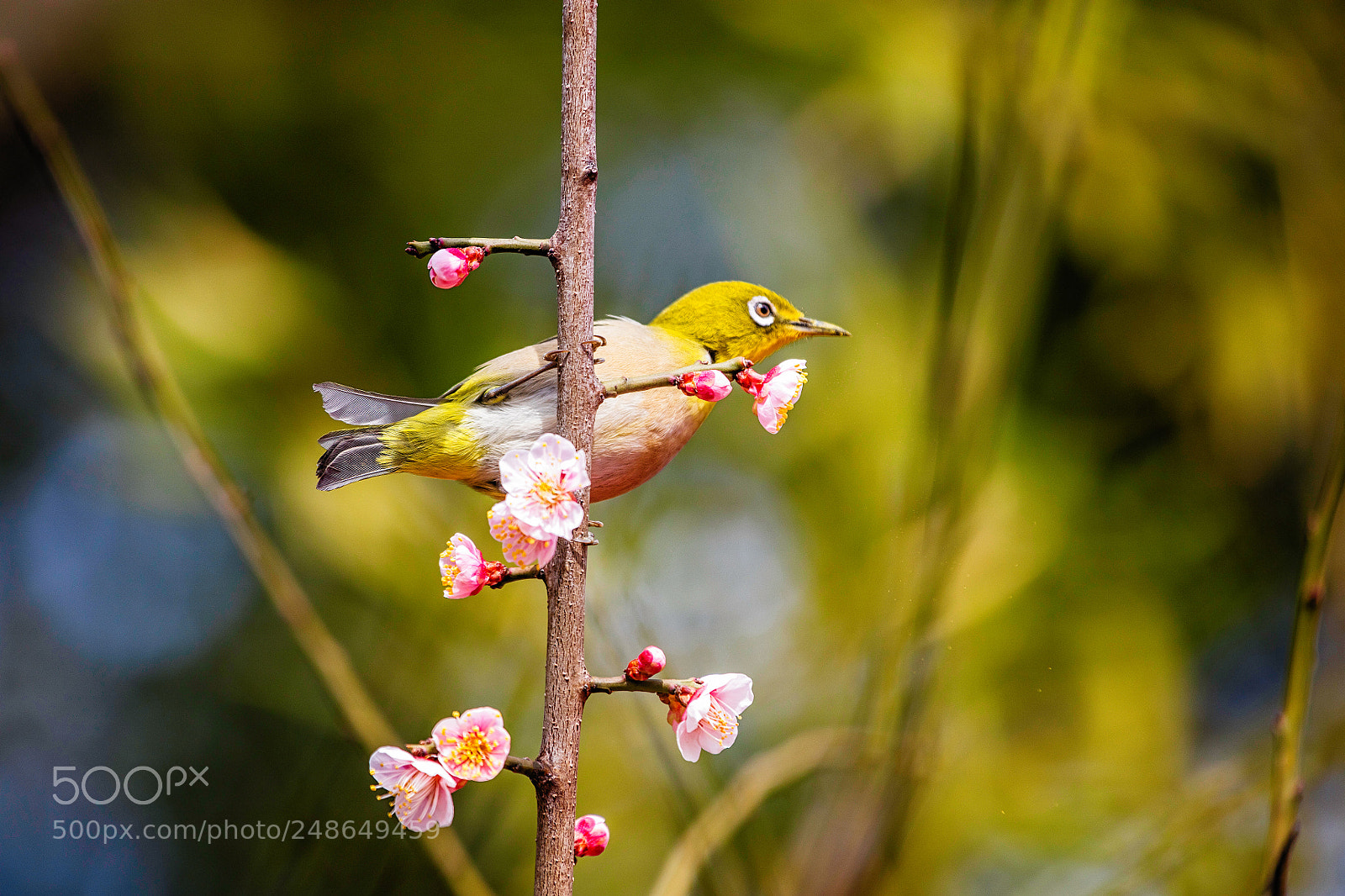 Canon EOS 5DS R sample photo. Perching on the spring photography