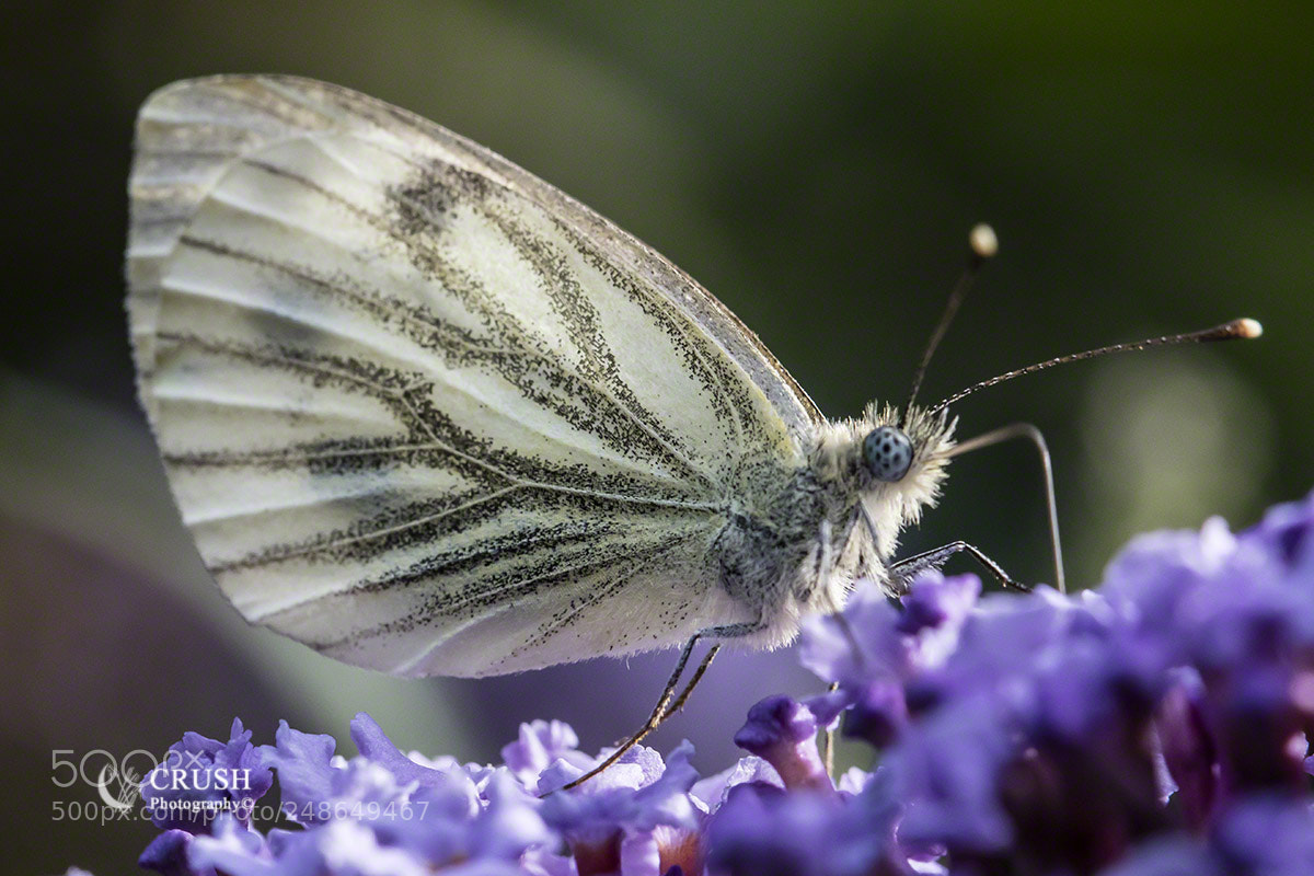 Canon EOS 5DS R sample photo. Cabbage white photography