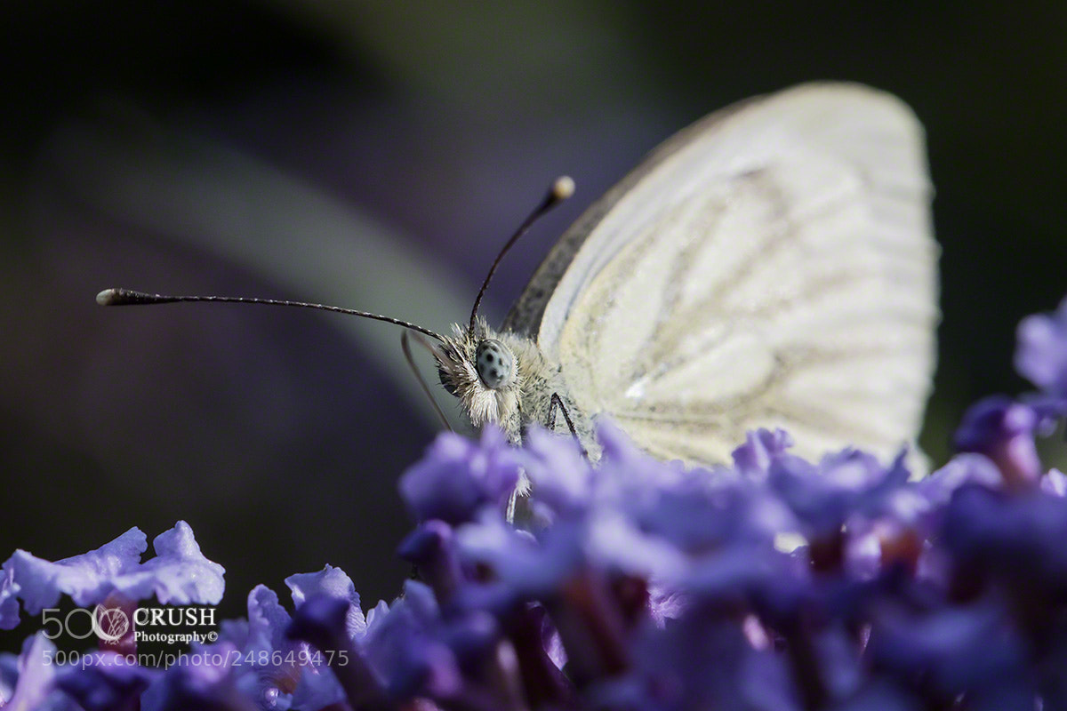 Canon EOS 5DS R sample photo. Cabbage white photography