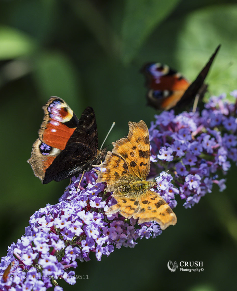 Canon EOS 5DS R sample photo. Peacock & comma photography