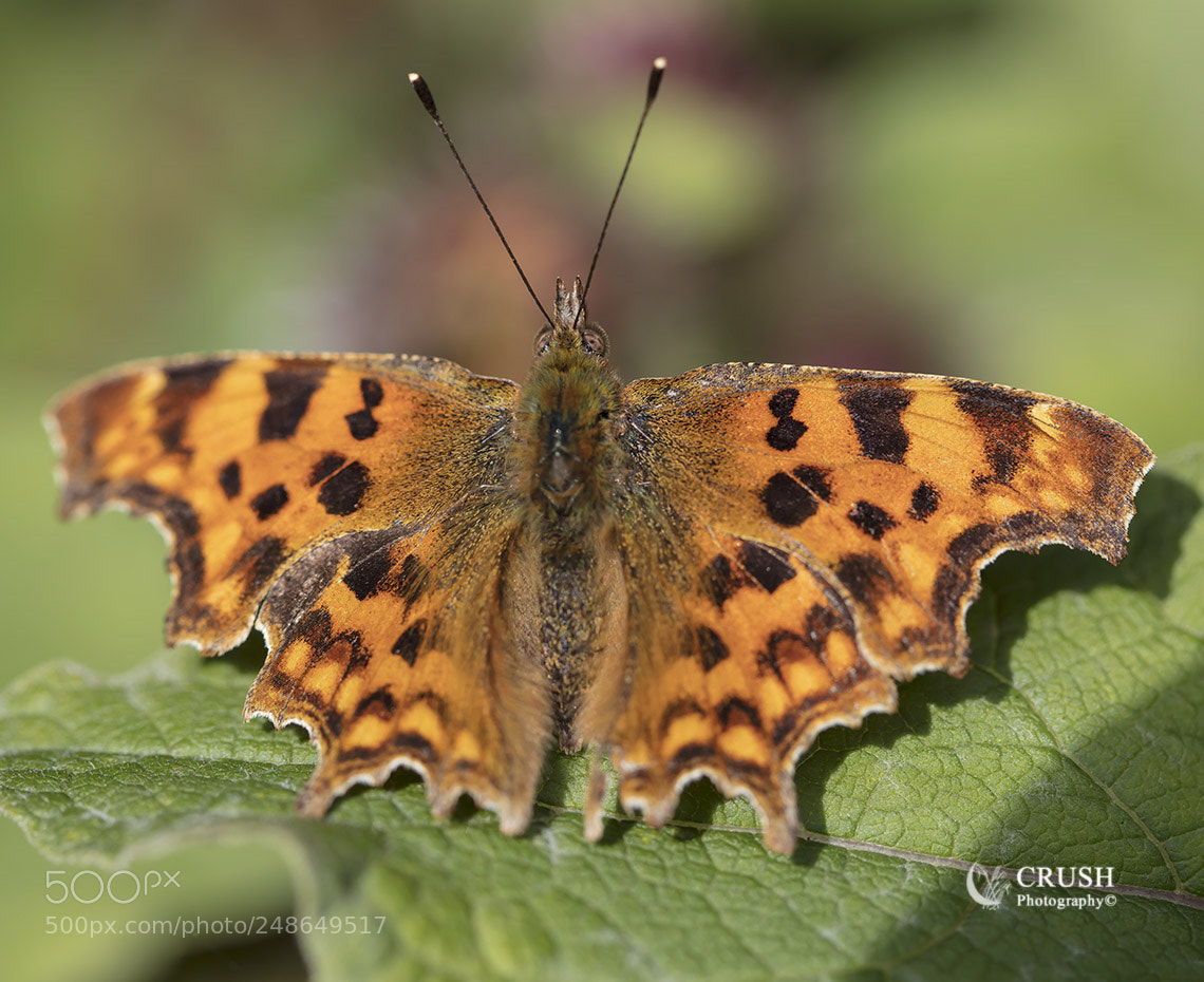 Canon EOS 5DS R sample photo. Comma photography