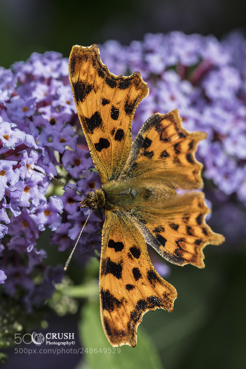 Canon EOS 5DS R sample photo. Comma photography