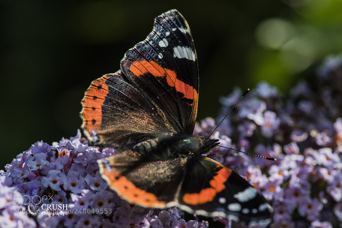 Nikon D810 sample photo. Red admiral photography