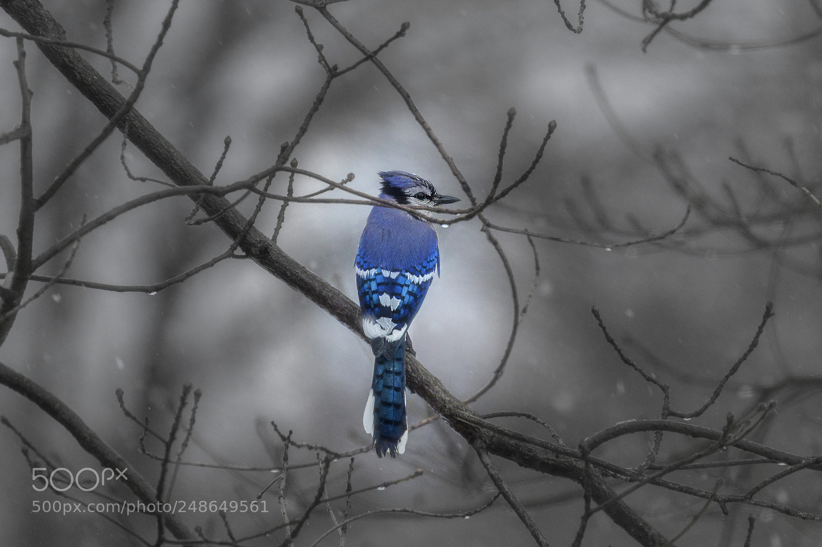 Canon EOS 7D Mark II sample photo. A touch of blue photography