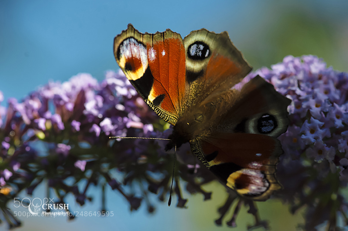 Nikon D4S sample photo. Peacock photography