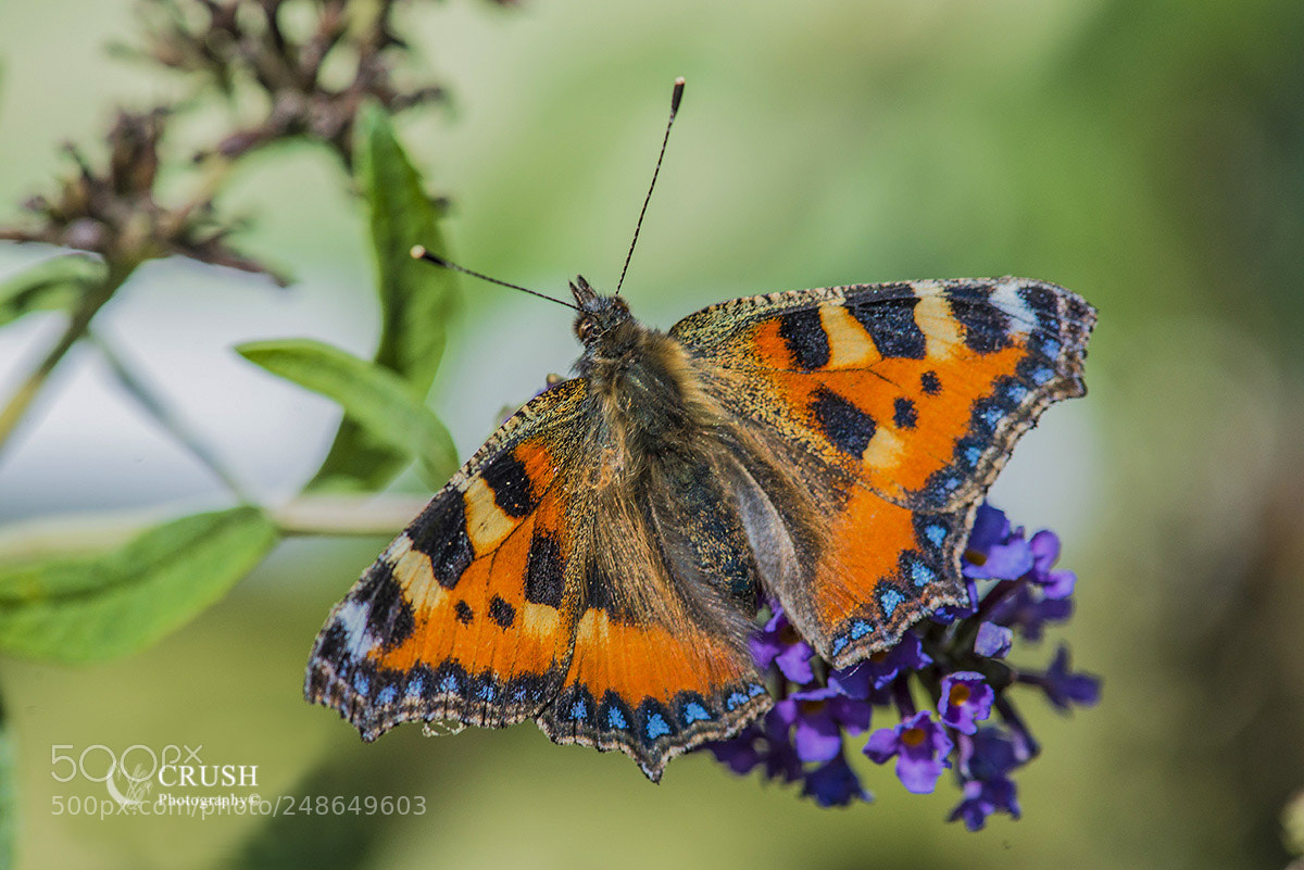 Nikon D800E sample photo. Tortoiseshell photography