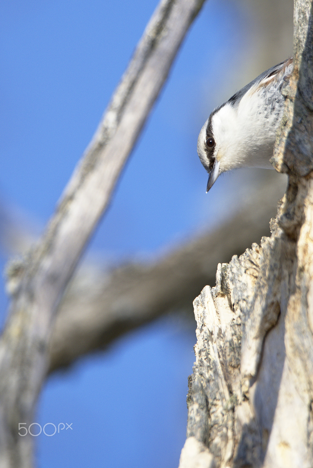 Nikon D810 sample photo. Eurasian nuthatch photography