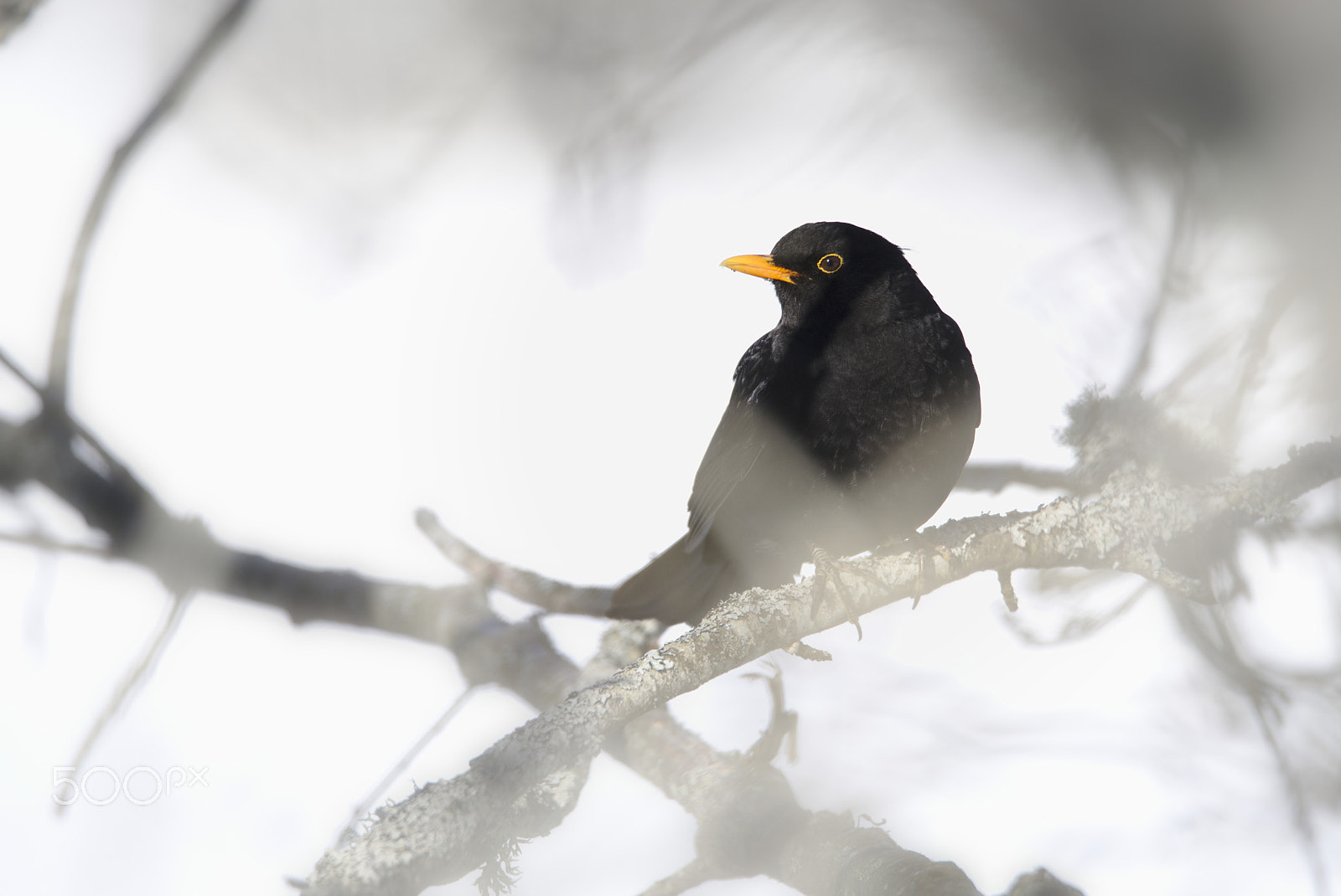 Nikon D810 sample photo. A common blackbird photography