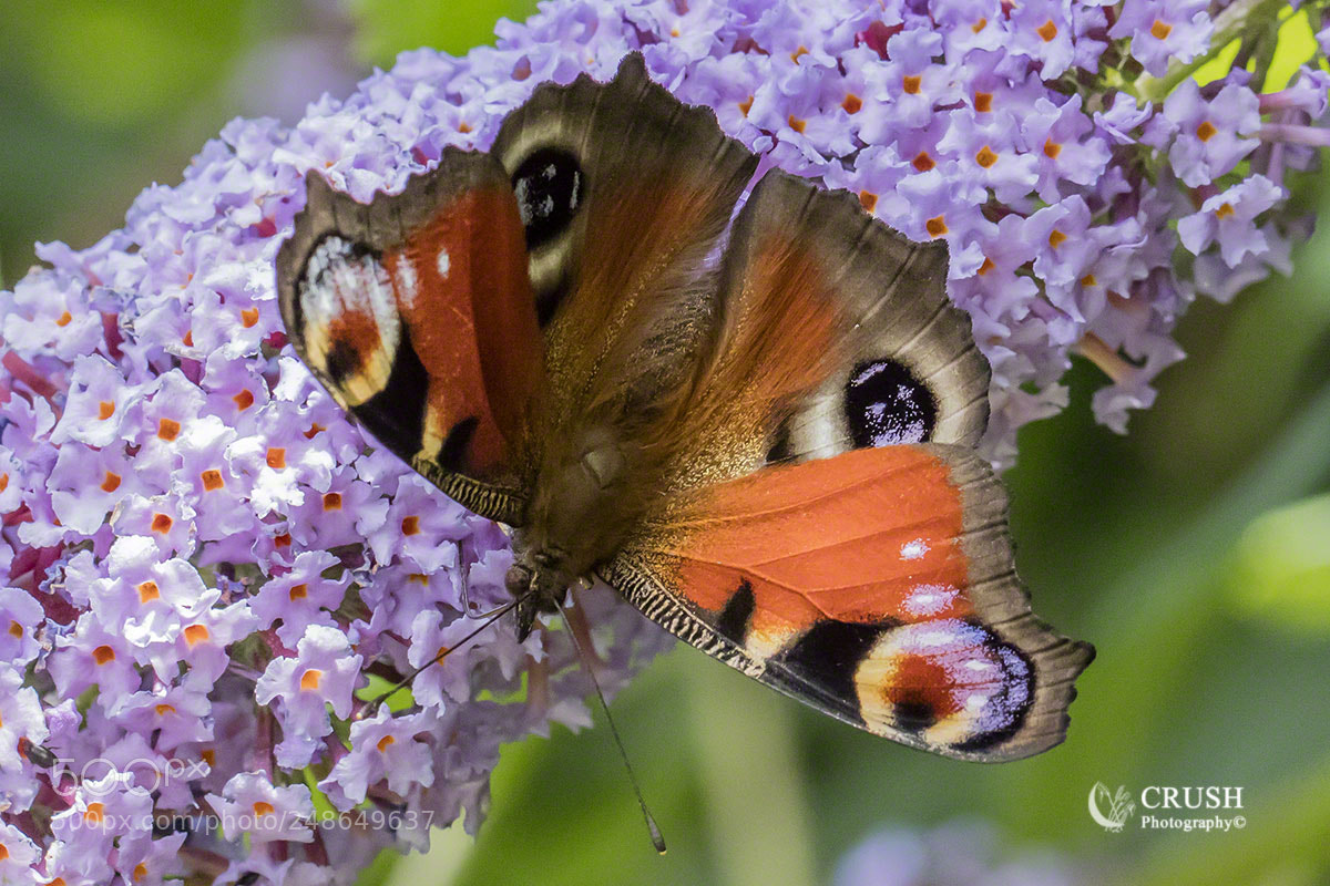 Canon EOS 5DS R sample photo. Peacock photography