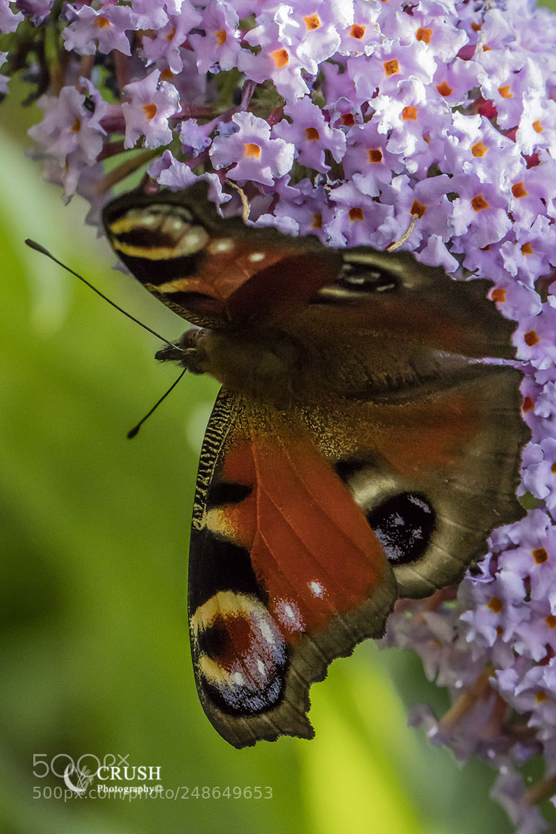 Canon EOS 5DS R sample photo. Peacock photography