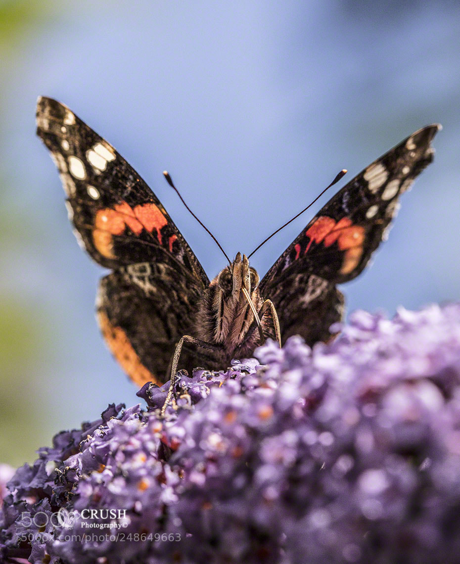 Canon EOS 5DS R sample photo. Red admiral photography