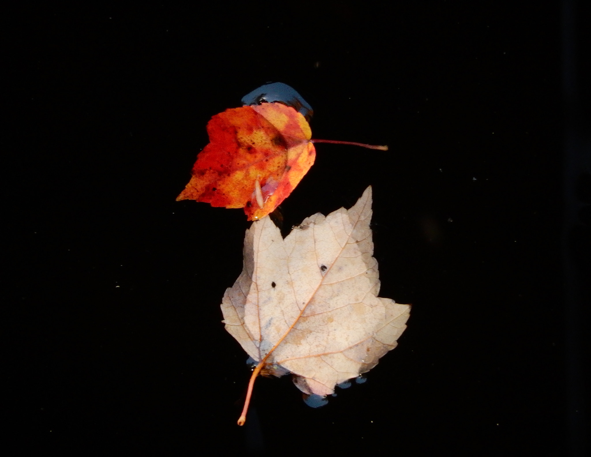 Nikon COOLPIX S9600 sample photo. Drifting leaves, tethered photography