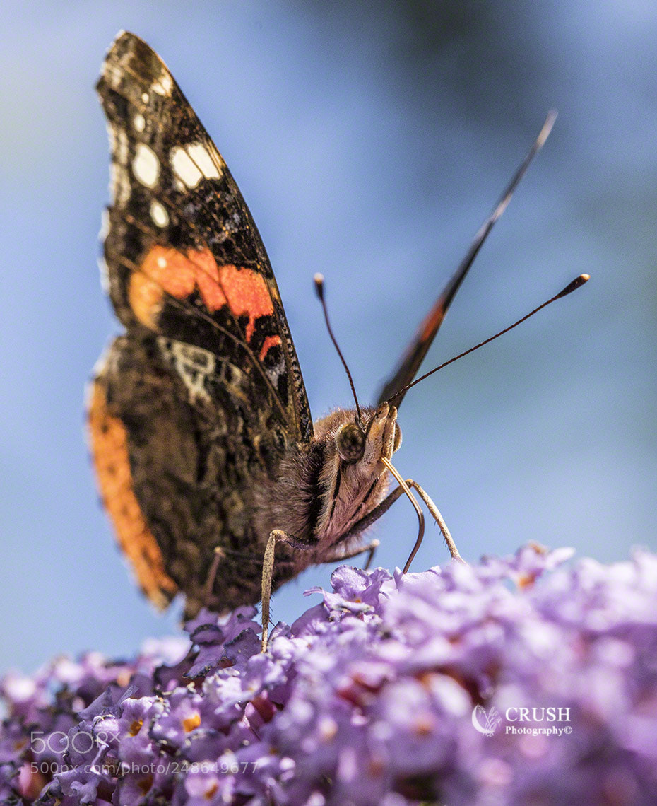 Canon EOS 5DS R sample photo. Red admiral photography