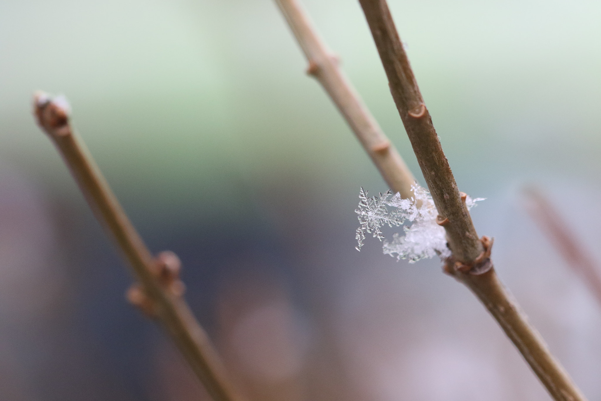 Canon EF 100mm F2.8 Macro USM sample photo. Crystal photography