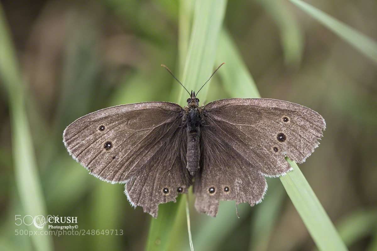 Canon EOS 5DS R sample photo. Ringlet photography