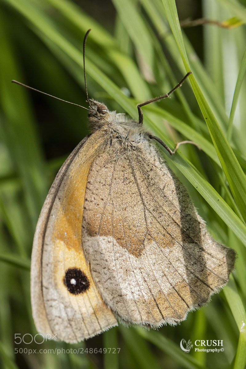 Canon EOS 5DS R sample photo. Small heath photography