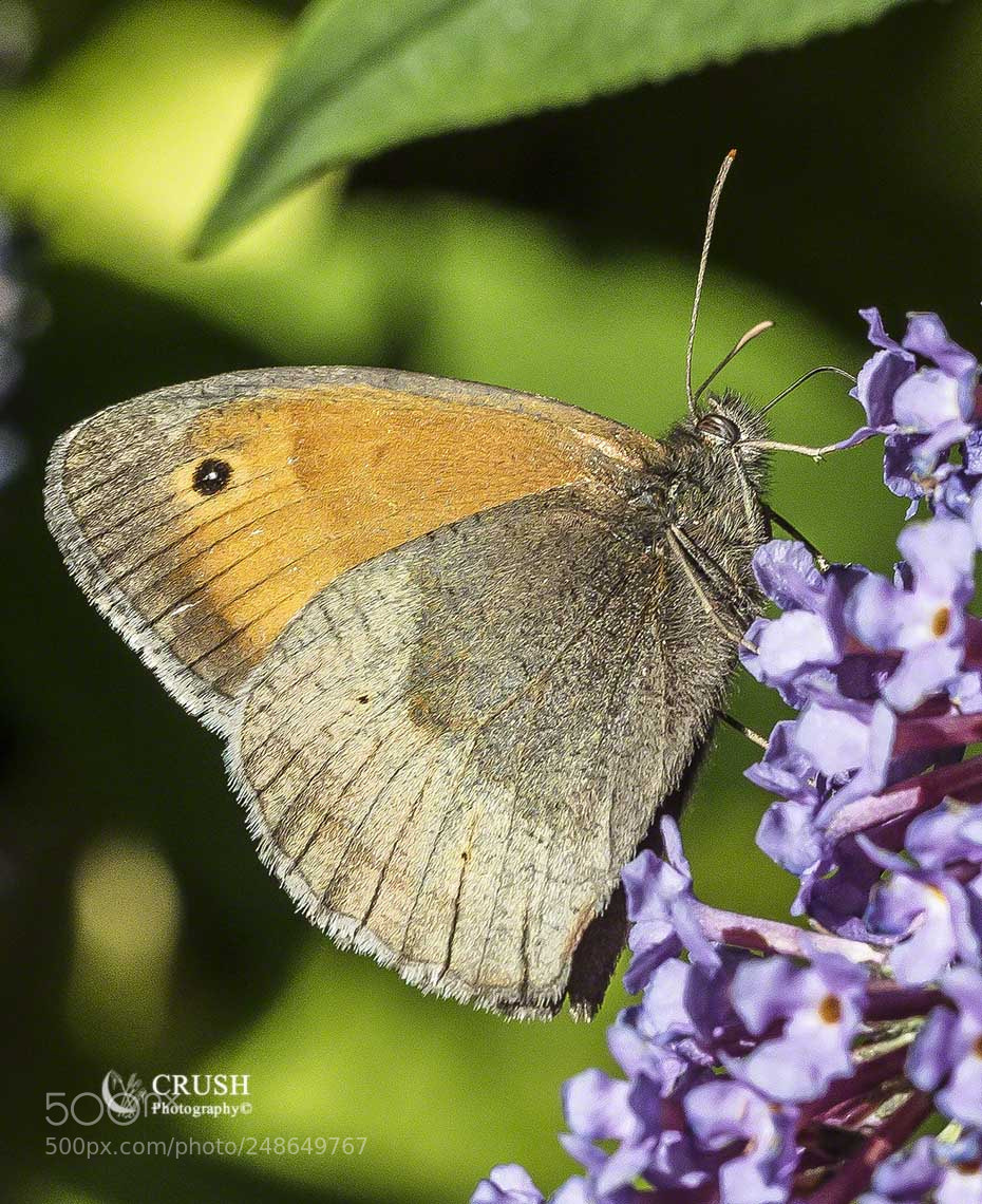 Canon EOS 5DS R sample photo. Small heath photography