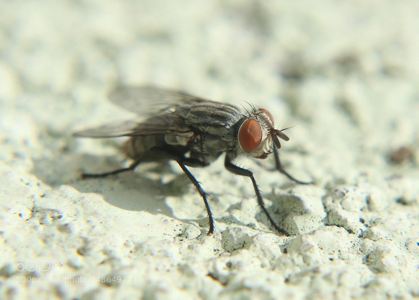 Canon EOS 600D (Rebel EOS T3i / EOS Kiss X5) sample photo. The fly. photography