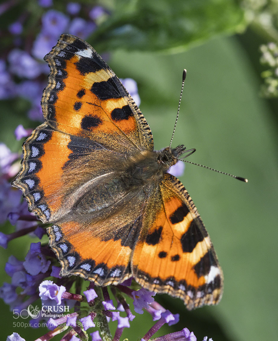 Canon EOS 5DS R sample photo. Tortoiseshell photography