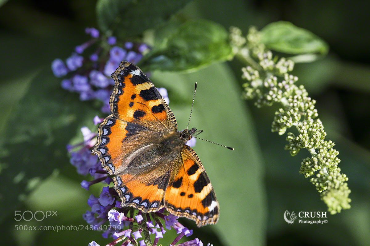 Canon EOS 5DS R sample photo. Tortoiseshell photography