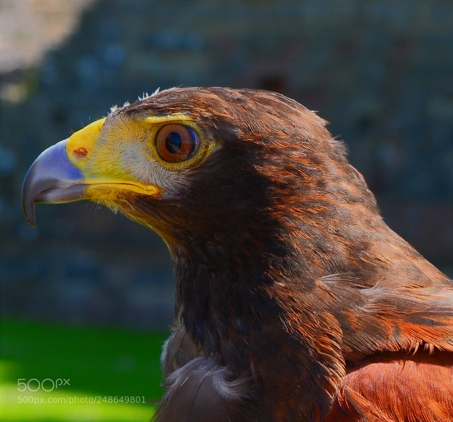 Nikon D5200 sample photo. Harris hawk photography