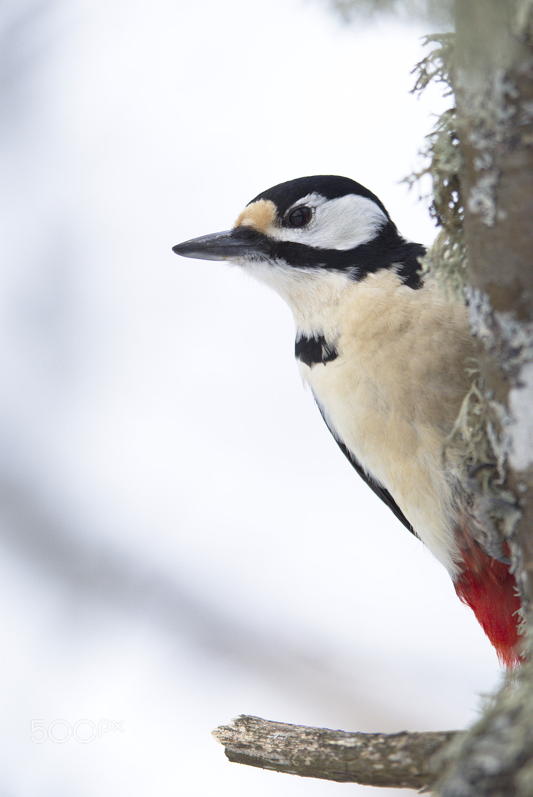 Nikon D810 + Nikon AF-S Nikkor 400mm F2.8D ED-IF II sample photo. Woody woodpecker photography