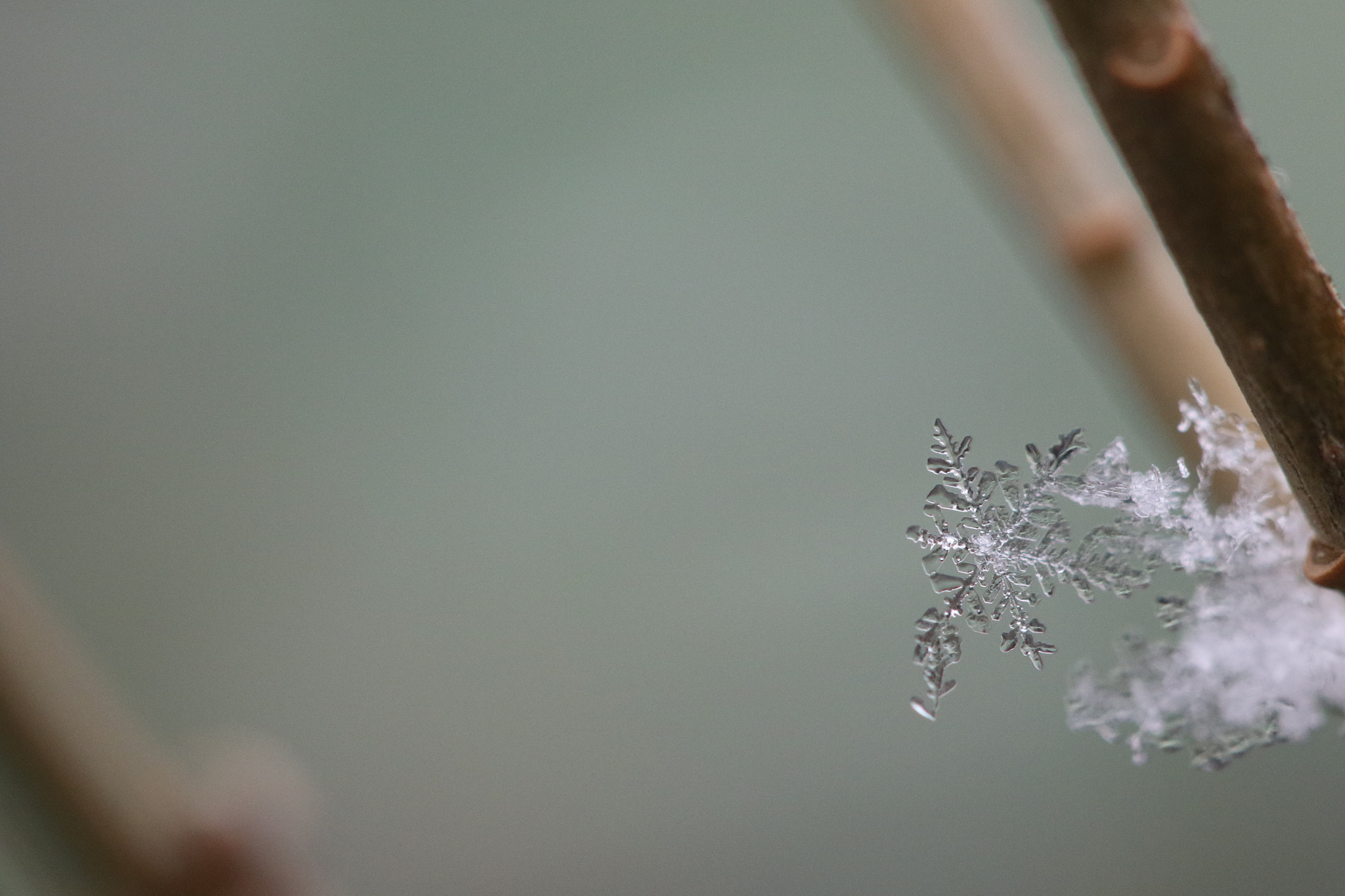 Canon EF 100mm F2.8 Macro USM sample photo. Crystal snow photography
