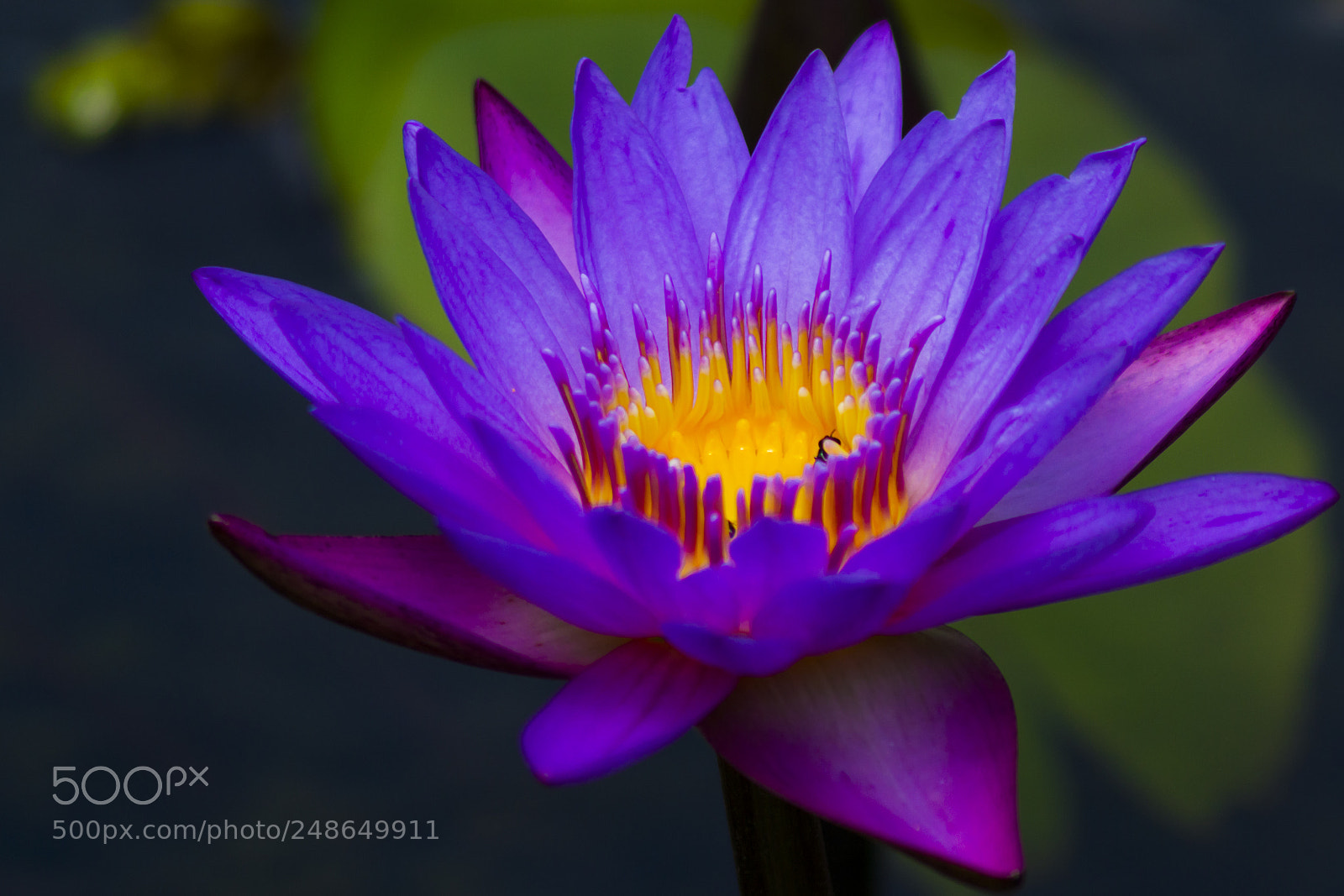 Canon EOS 7D sample photo. Flor de lotus photography