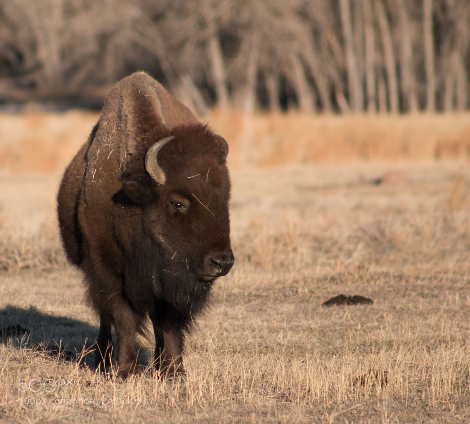 Canon EOS 70D sample photo. Prairie bison photography