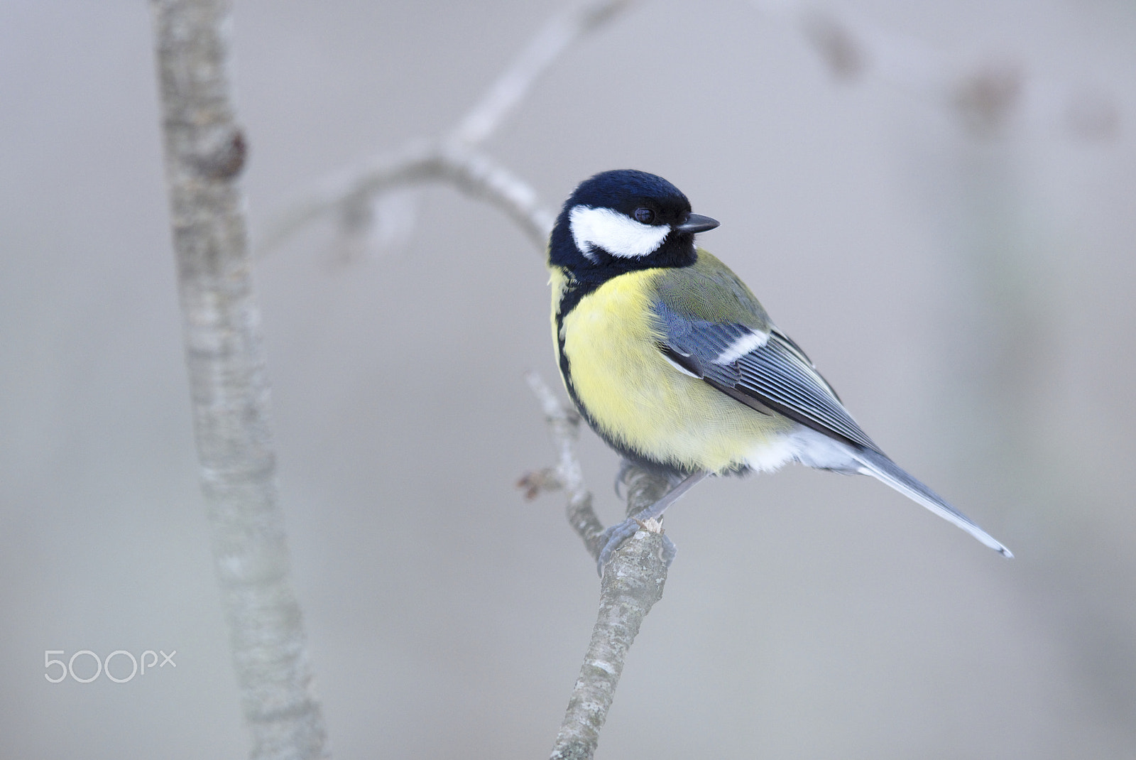 Nikon D810 + Nikon AF-S Nikkor 400mm F2.8D ED-IF II sample photo. A great tit photography