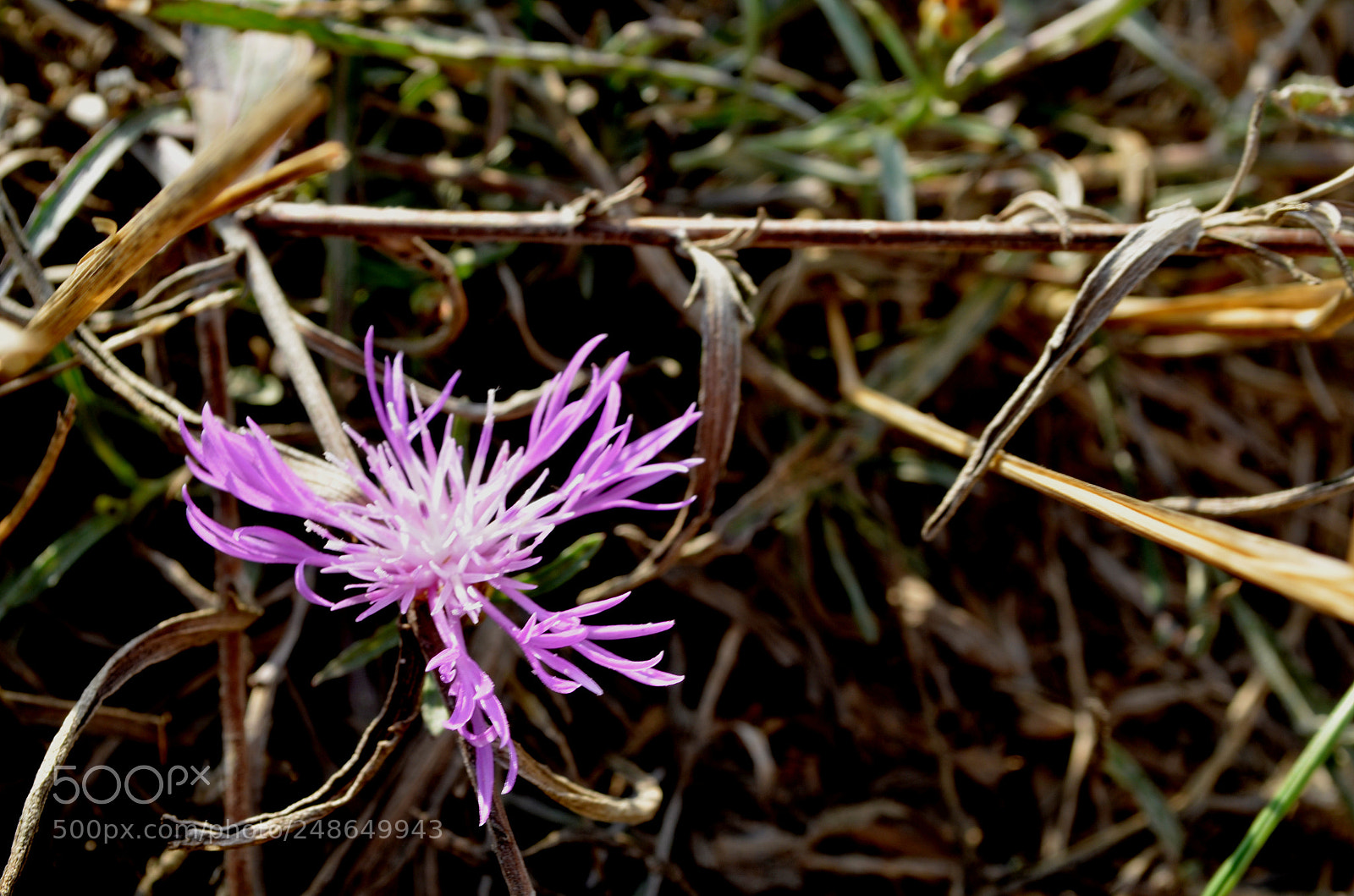 Nikon D5100 sample photo. Dsc photography