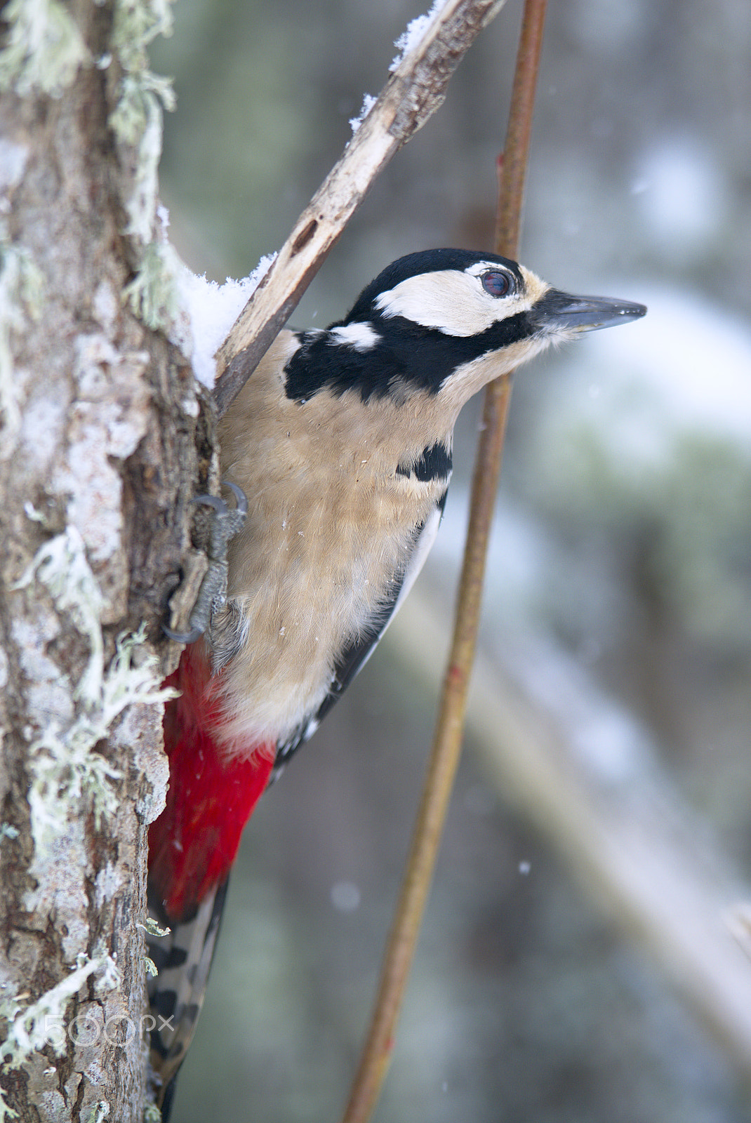 Nikon AF-S Nikkor 400mm F2.8D ED-IF II sample photo. Woody woodpecker photography