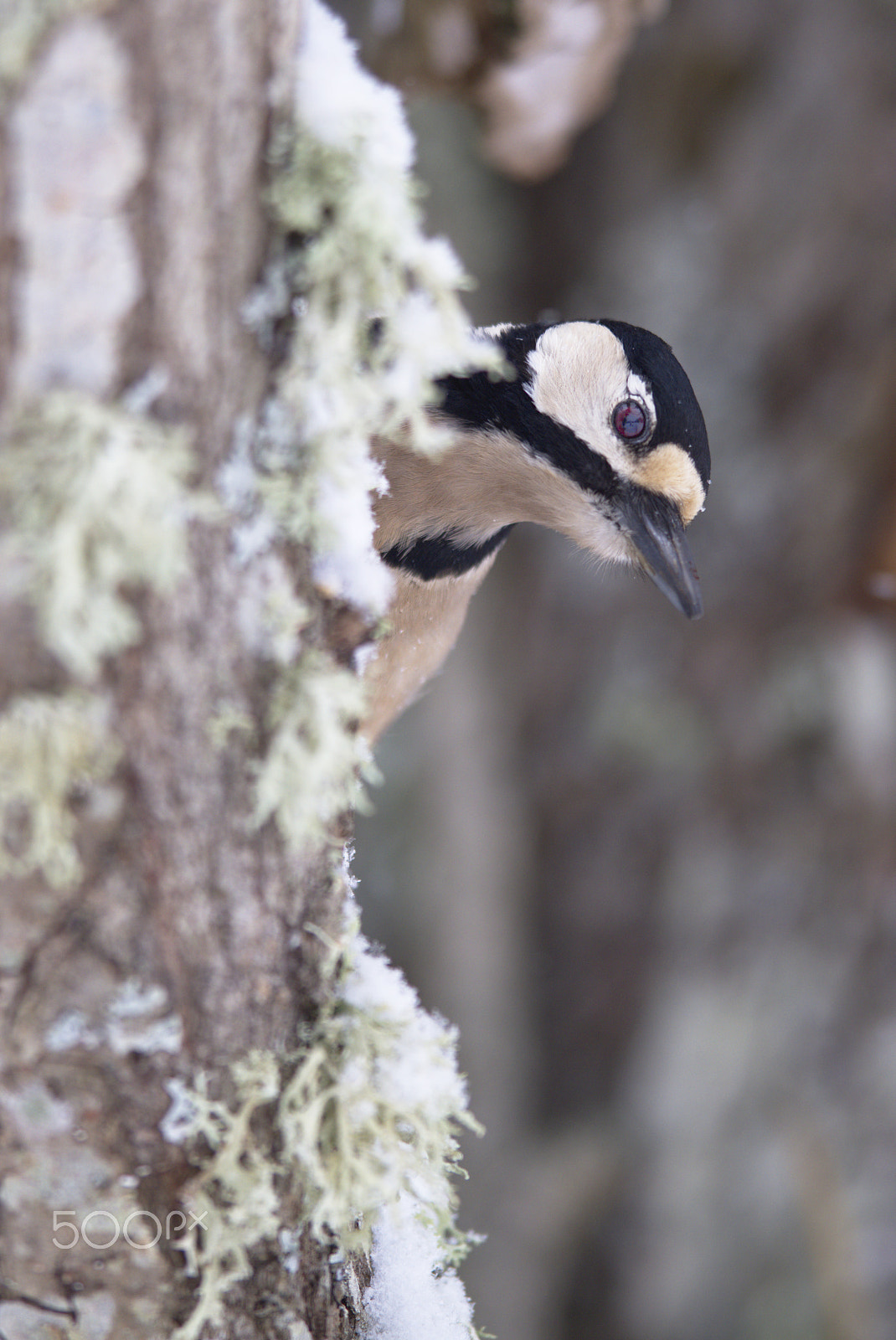 Nikon D810 + Nikon AF-S Nikkor 400mm F2.8D ED-IF II sample photo. Woody woodpecker photography