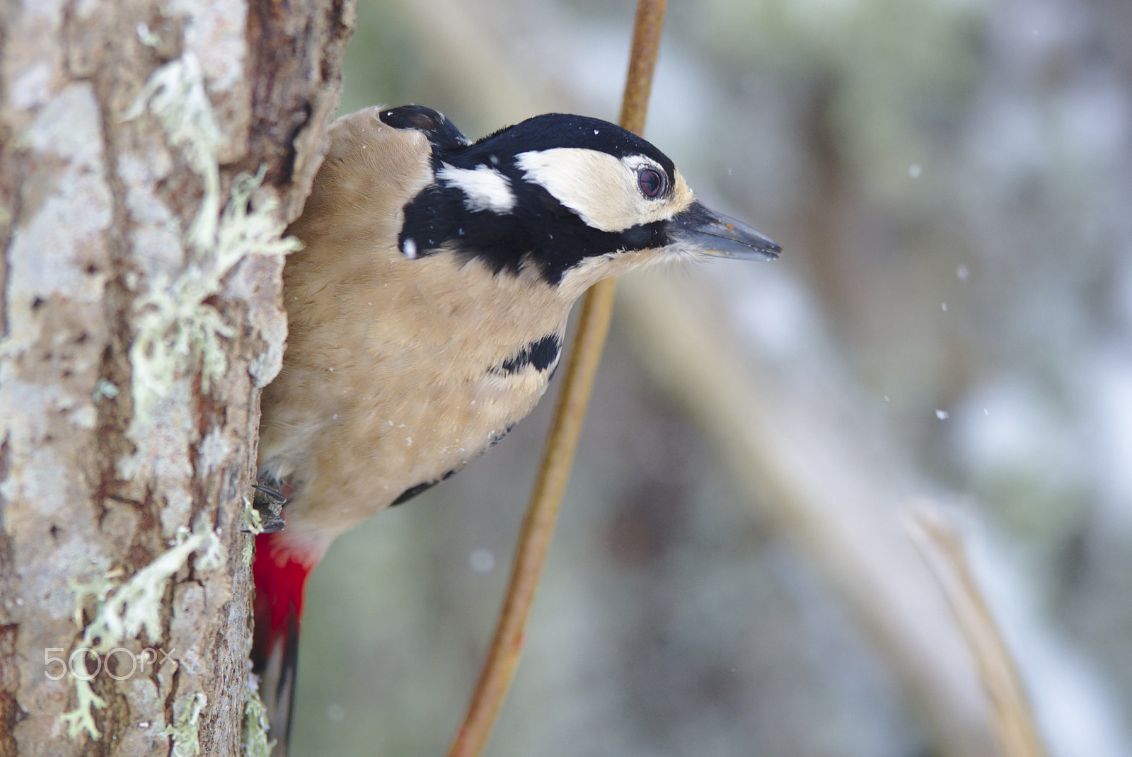 Nikon D810 + Nikon AF-S Nikkor 400mm F2.8D ED-IF II sample photo. Woody woodpecker photography