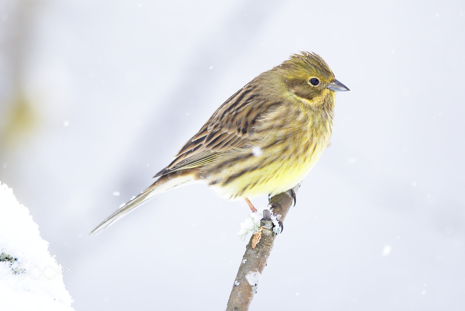 Nikon AF-S Nikkor 400mm F2.8D ED-IF II sample photo. Yellowhammer photography