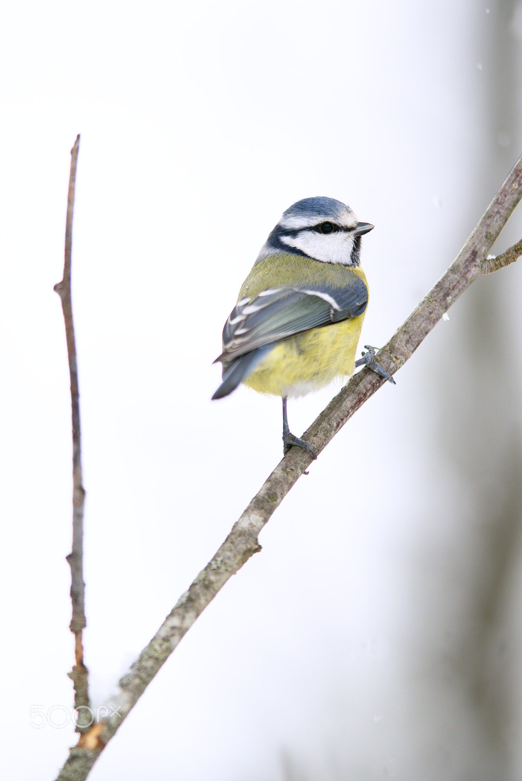 Nikon D810 + Nikon AF-S Nikkor 400mm F2.8D ED-IF II sample photo. Blue tit photography