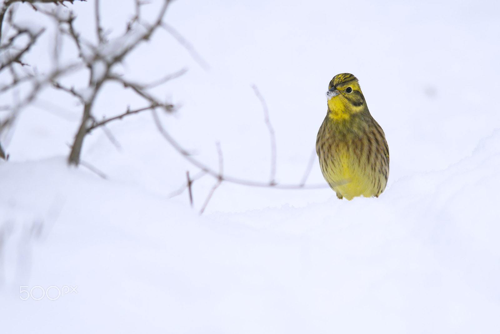 Nikon AF-S Nikkor 400mm F2.8D ED-IF II sample photo. Yellowhammer photography
