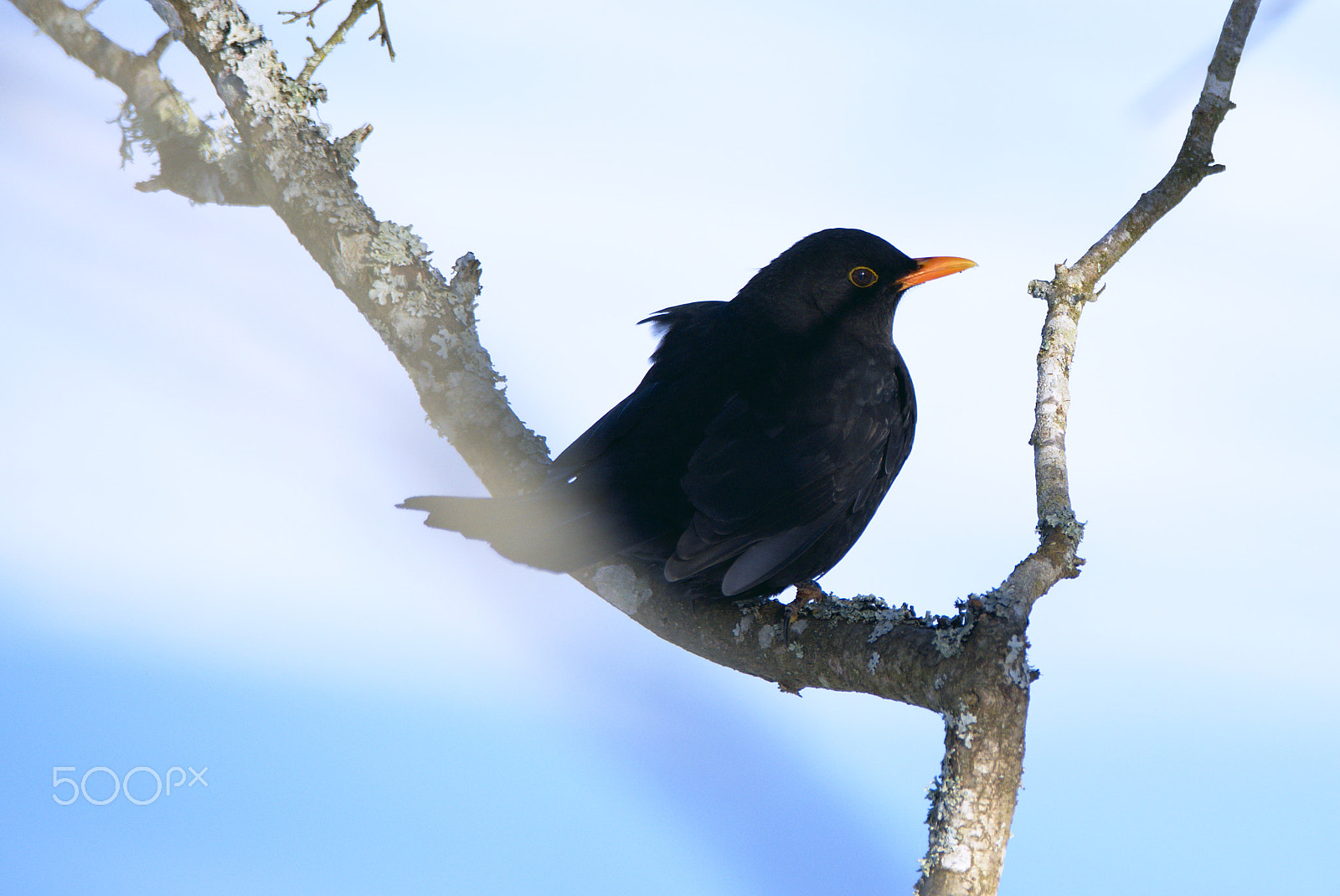 Nikon D810 sample photo. A common blackbird photography