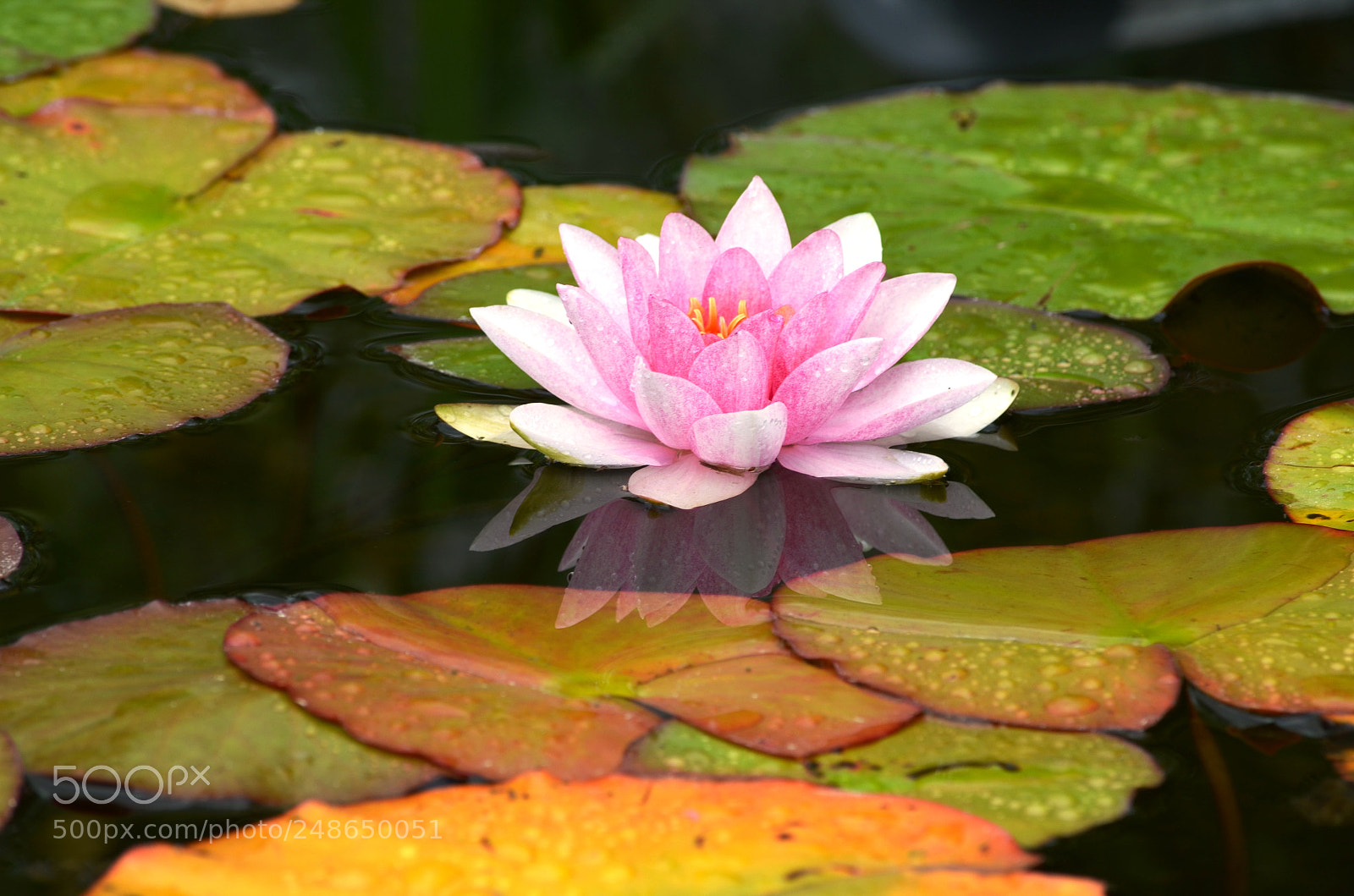 Nikon D5100 sample photo. Dsc photography