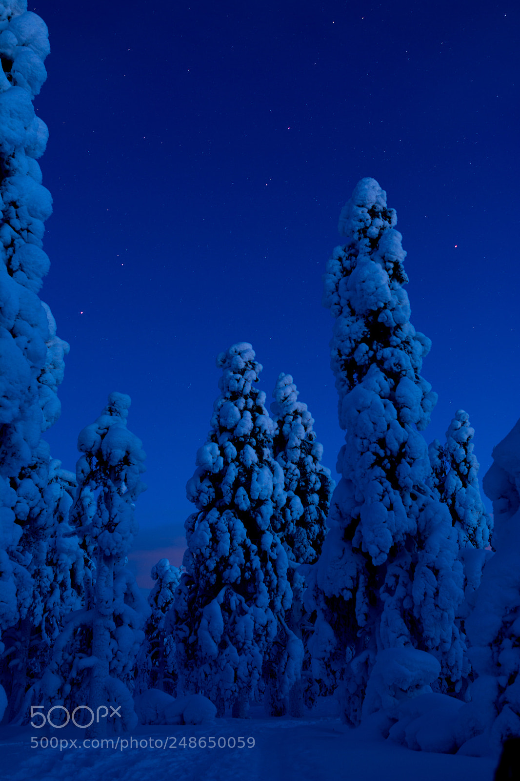 Nikon D5200 sample photo. Snowy forrest photography