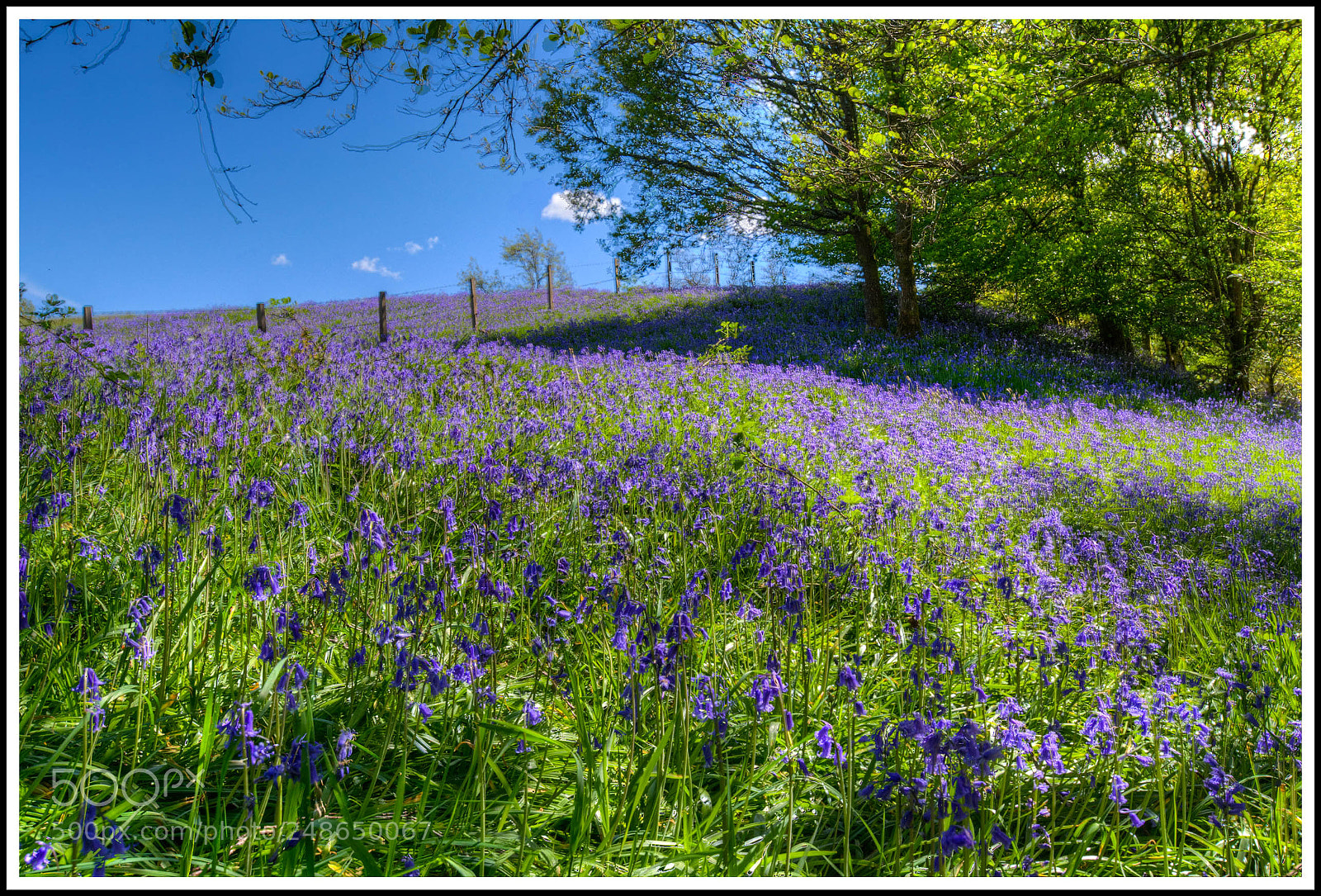 Nikon D7100 sample photo. Bluebells on a hill photography
