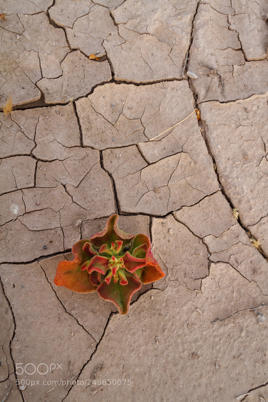 Canon EOS 7D sample photo. Untitled photography