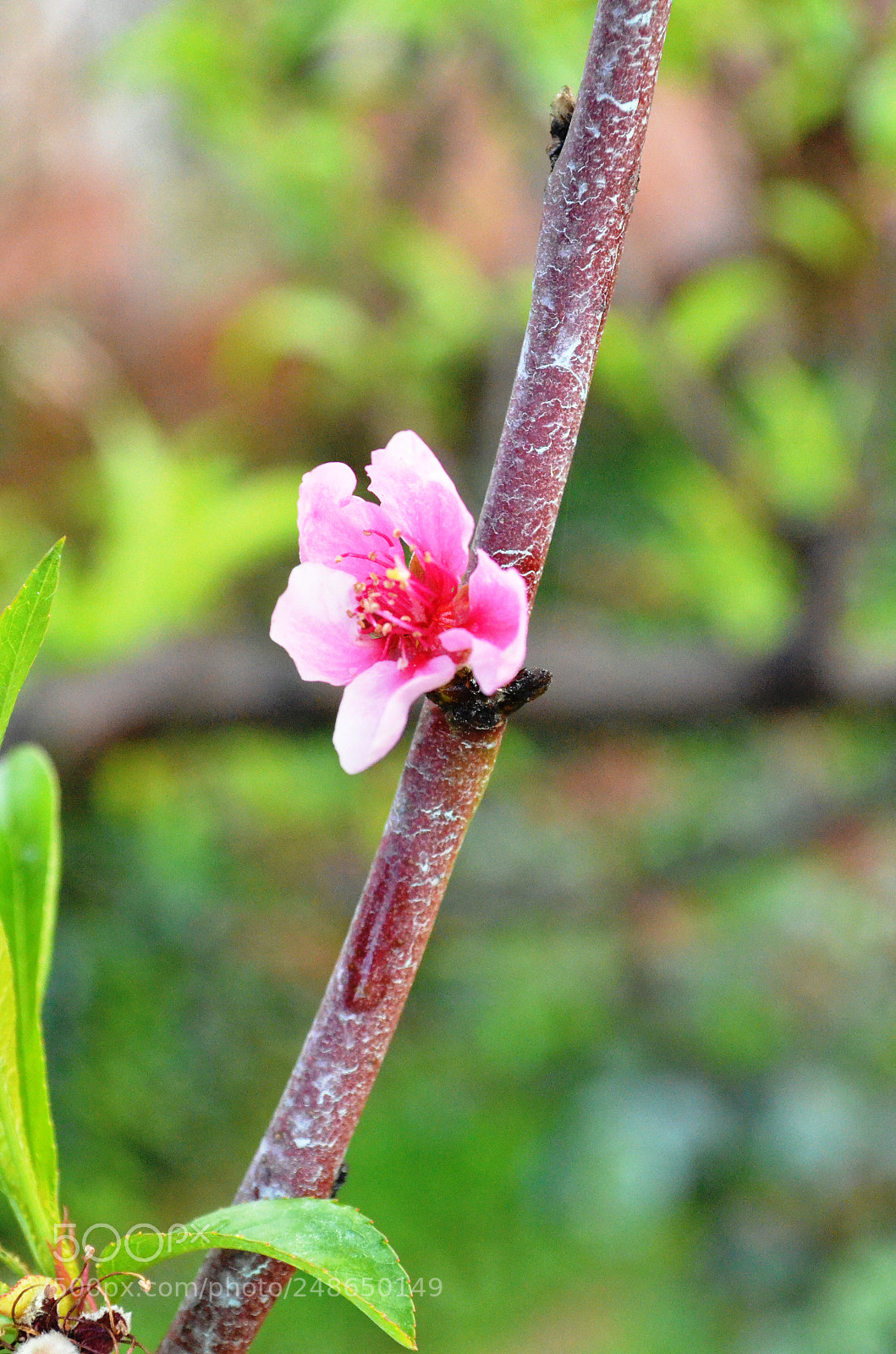 Nikon D5100 sample photo. Dsc photography
